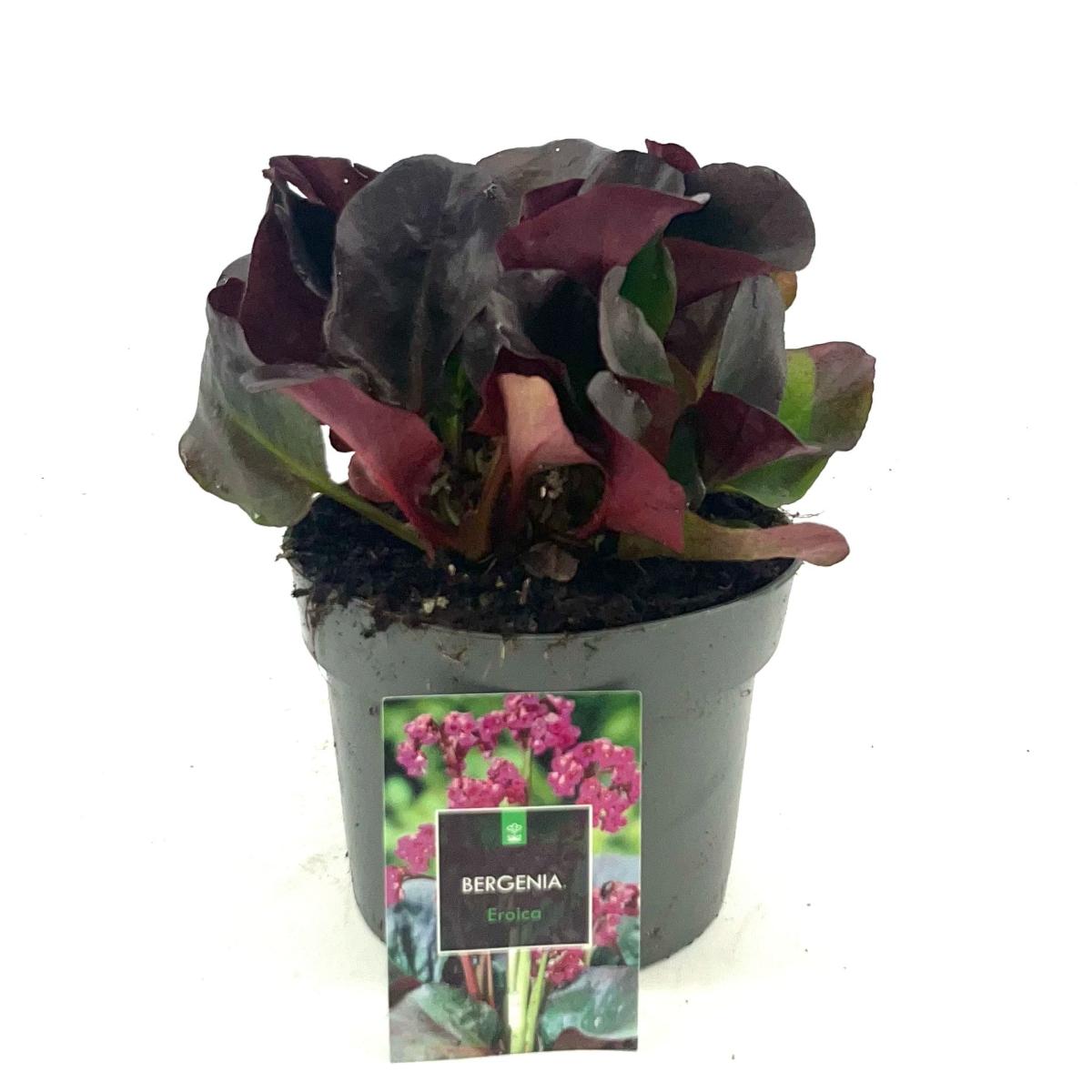 Bergenia cordifolia 'Eroica'