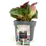 Bergenia cordifolia 'Eroica'