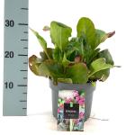 Bergenia cordifolia 'Eroica'