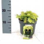 Sedum reflexum 'Angelina'
