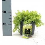 Sedum reflexum 'Angelina'