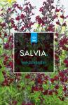 Salvia 'Nachtvlinder', paars