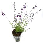 Salvia 'Nachtvlinder'