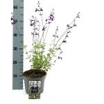 Salvia 'Nachtvlinder'