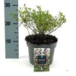 Salvia 'Nachtvlinder', paars
