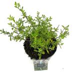 Salvia 'Nachtvlinder', paars