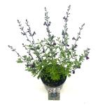 Salvia 'Nachtvlinder'