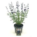 Salvia 'Nachtvlinder'