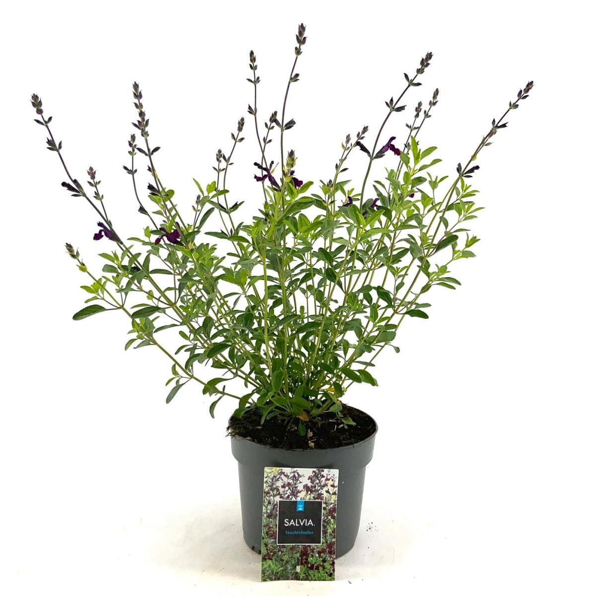 Salvia 'Nachtvlinder'