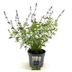 Salvia 'Nachtvlinder'