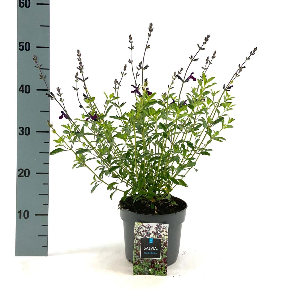 Salvia 'Nachtvlinder'