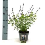 Salvia 'Nachtvlinder'