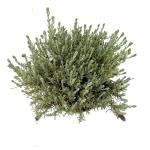 Lavandula st. Lusi Purple