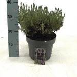 Lavandula st. Lusi Purple