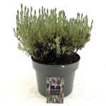 Lavandula st. Lusi Purple