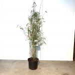 Fargesia 'Obelisk'