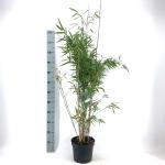 Fargesia 'Obelisk'