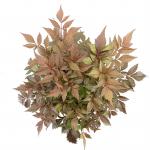 Astilbe japonica, wit
