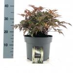 Astilbe japonica, wit