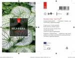 Brunnera macr. 'Jack Frost'