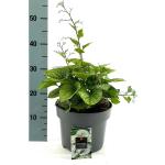Brunnera macr. 'Jack Frost', leverbaar