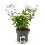 Brunnera macr. 'Jack Frost'