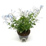 Brunnera macr. 'Jack Frost'