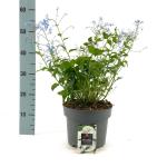 Brunnera macr. 'Jack Frost'