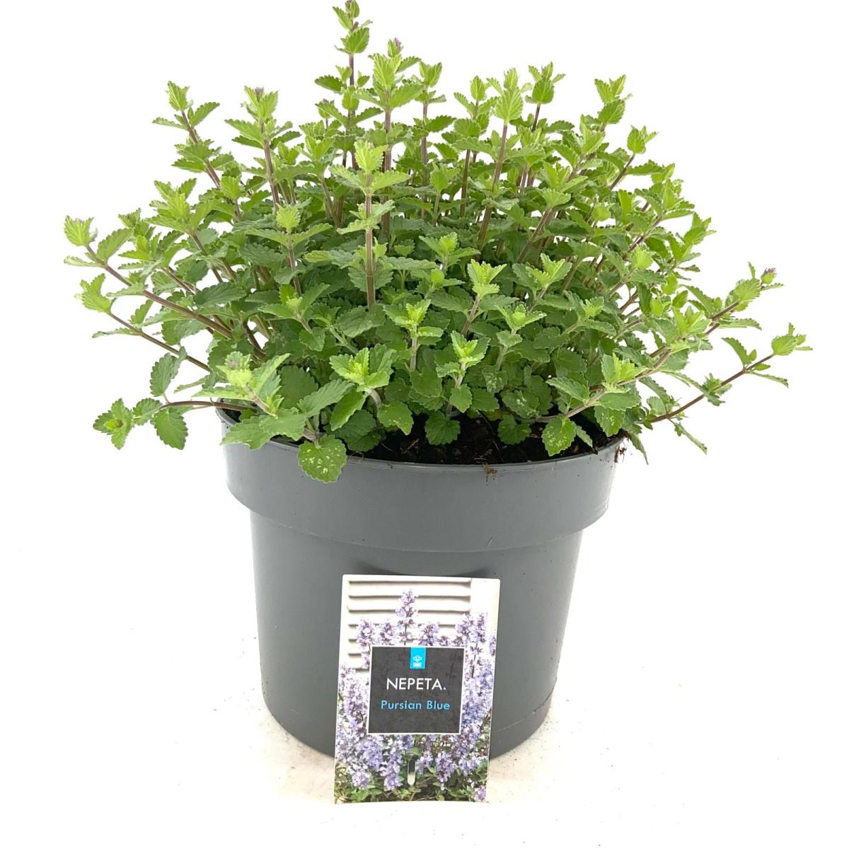 Nepeta 'Purssian Blue'