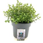 Nepeta 'Purssian Blue'