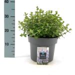 Nepeta 'Purssian Blue'