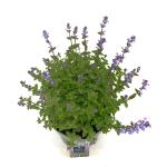 Nepeta 'Purssian Blue'