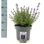 Nepeta 'Purssian Blue'