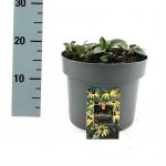 Rudbeckia f. 'Goldsturm'