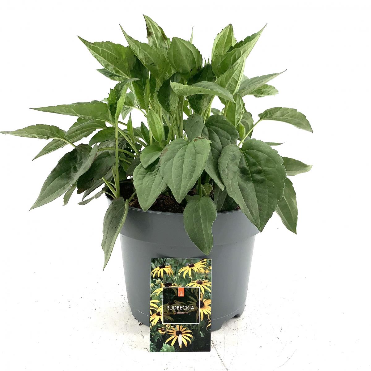 Rudbeckia f. 'Goldsturm'