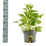 Rudbeckia f. 'Goldsturm'
