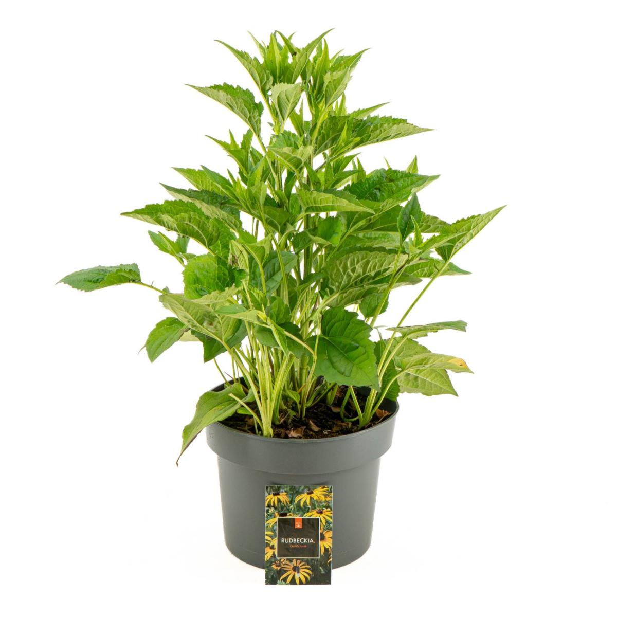 Rudbeckia f. 'Goldsturm'