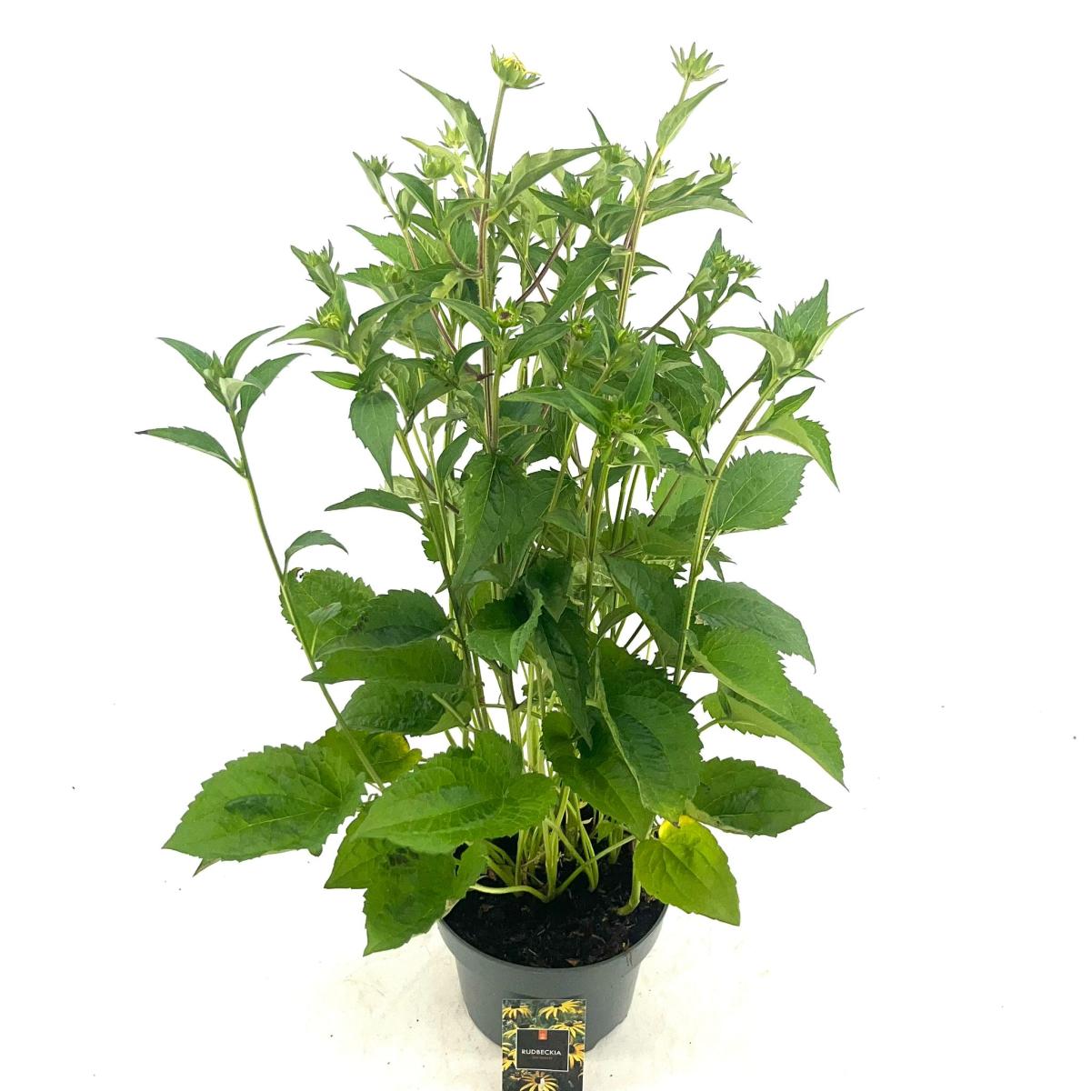 Rudbeckia f. 'Goldsturm'