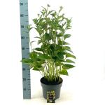 Rudbeckia f. 'Goldsturm'