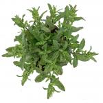 Salvia nem. 'Caradonna'