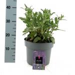 Salvia nem. 'Caradonna'