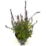Salvia nem. 'Caradonna'