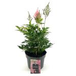 Astilbe (J) 'Europa', rose