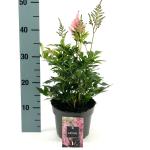 Astilbe (J) 'Europa', rose