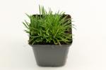 Armeria mar. 'Splendens'