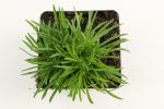 Armeria mar. 'Splendens'