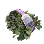 Ajuga reptans 'Atropurpurea'