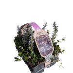 Ajuga reptans 'Atropurpurea'