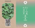 Alchemilla mollis