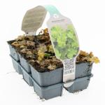 Alchemilla mollis